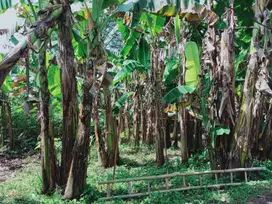 DIJUAL TANAH AREA JEMBER COCOK UNTUK USAHA KOST, GUEST HOUSE