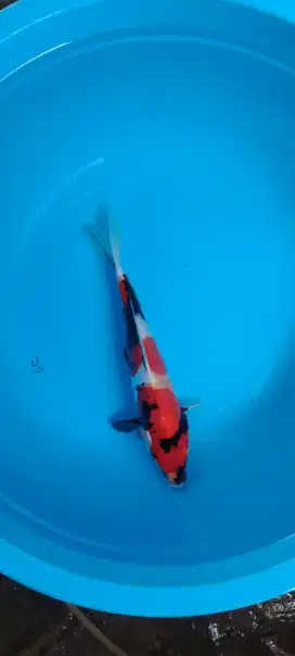 Koi Showa Doitsu 26cm