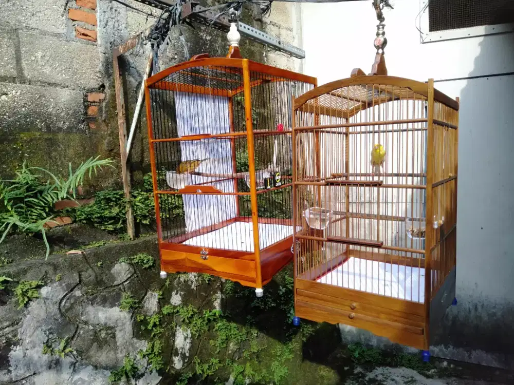 Kenari seri AF gacoran