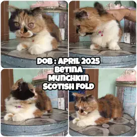 Kucing Munchkin Scotish Fold (Cebol + Kuping Lipat)