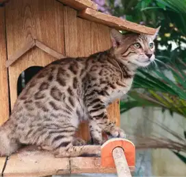 Kucing kitten B3ngl Super Adult