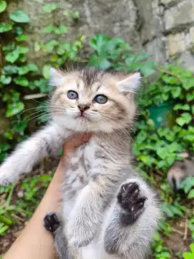 Kitten Bsh golden mox persian peaknose