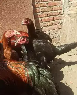 Ayam betina muda BK Mangon