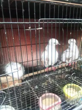 Burung puter blorok satu pasang siap prodiksi