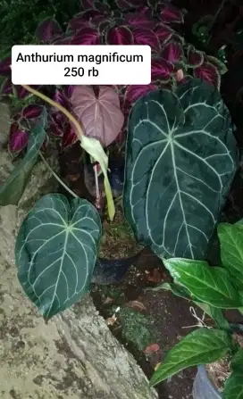 Jual tanaman hias bandung