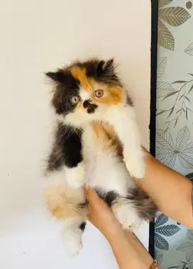 Kucing persian peaknose calico