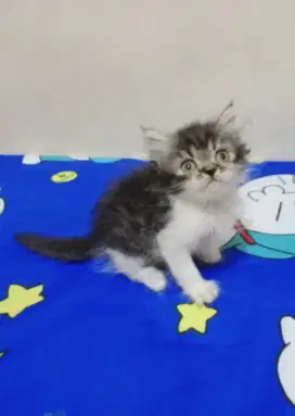 Persia kitten mujair white