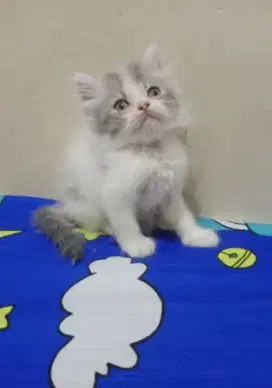 Persia kitten abu-abu white