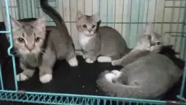 Munchkin Bsh Jantan