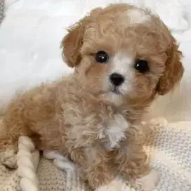 DIJUAL ANAK ANJING MALTESE MIX POODLE