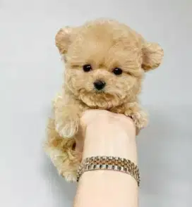 DIJUAL ANAK ANJING POODLE MIX POMERANIAN