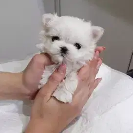 DIJUAL ANAK ANJING MALTESE MIX POMERANIAN