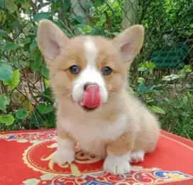 DIJUAL ANAK ANJING CORGY