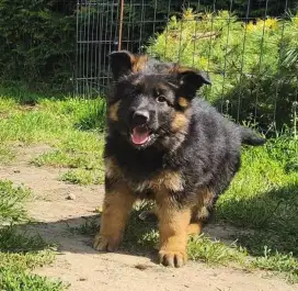 DIJUAL ANAK ANJING GERMAN SHEPHERD/HERDER
