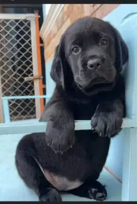DIJUAL ANAK ANJING BLACK LABRADOR