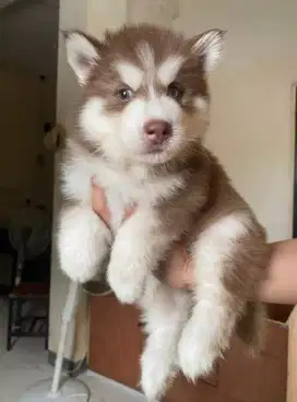 DIJUAL ANAK ANJING SIBERIAN HUSKY