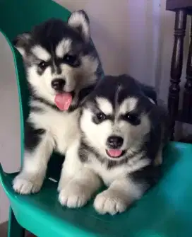 DIJUAL ANAK ANJING SIBERIAN HUSKY