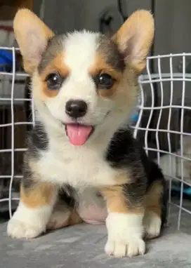 DIJUAL ANAK ANJING CORGY