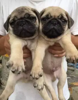 DIJUAL ANAK ANJING PUG