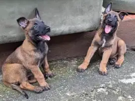 DIJUAL ANAK ANJING BELGIAN MALINOIS