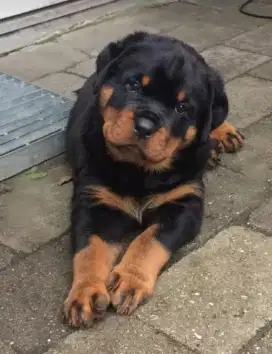 DIJUAL ANAK ANJING ROTTWEILER
