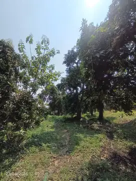 Jual Tanah kebun Mangga Luas 1817 m2 di Bangil Pasuruan,dekat wisata
