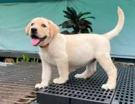 DIJUAL ANAK ANJING LABRADOR
