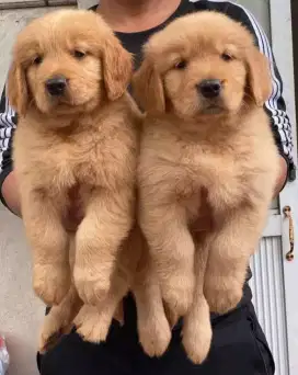 DIJUAL ANAK ANJING GOLDEN RETRIEVER