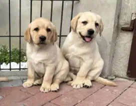 DIJUAL ANAK ANJING LABRADOR