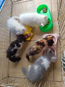 Over adop kitten