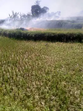 DI JUAL SAWAH LUAS 1.466m2