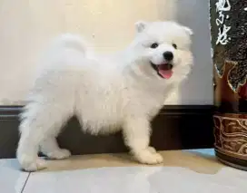 DIJUAL ANAK ANJING SAMOYED