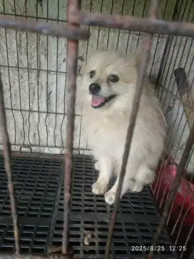 Minipom jantn ( bojonggede bogor)