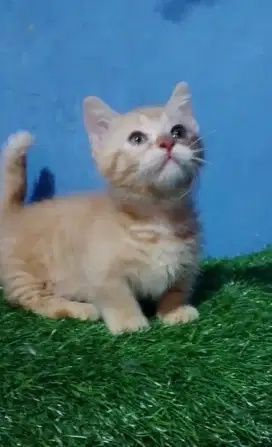 Kitten jantan Munchkin BSH cebol