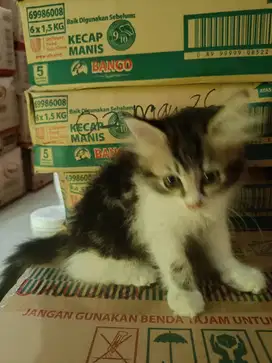 3 ekor Kitten medium persia