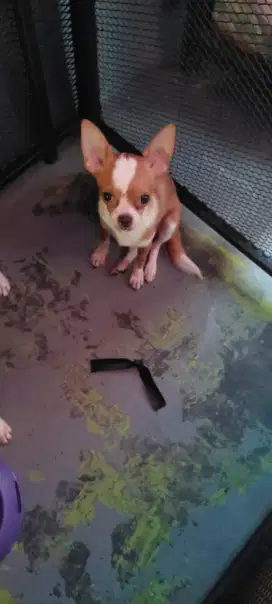 Chihuahua Puppy jantan