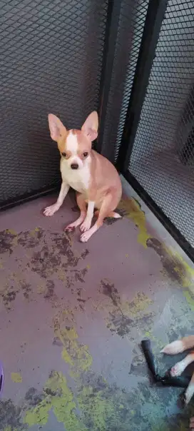 Chihuahua Puppy jantan