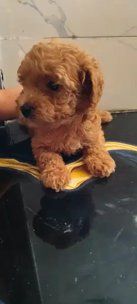 Puppy poodle 6minggu