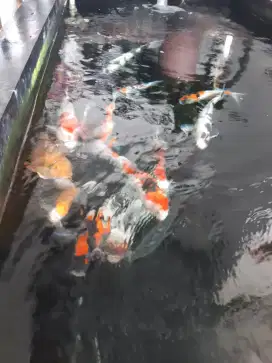 Ikan Koi Blitar