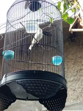 Kenari putih + kandang