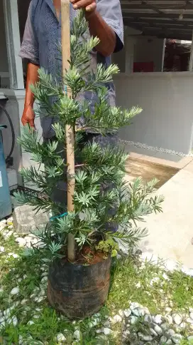 Lohansung Blue ice 80-100 cm (18 pohon)