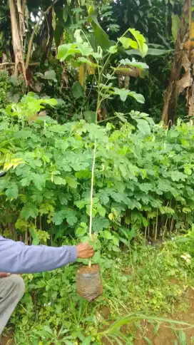 Bibit Trembesi 1 meter up