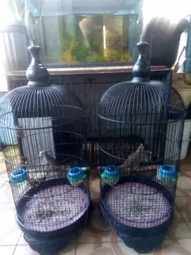 Jual 2 burung perkutut kalung kemben & lokal blora