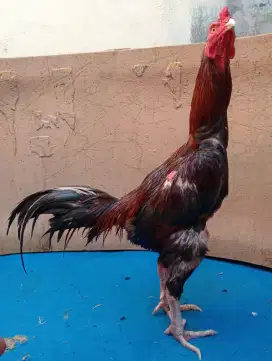 Ayam Bangkok ukuran 5 tulangan kasar
