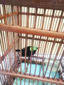 Burung konin dada coklat