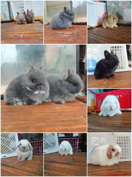 Peternakan kelinci jinak lucu