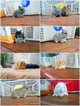 Peternakan kelinci hias