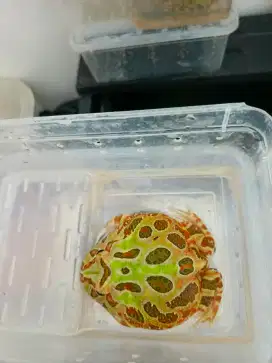 JUAL PACMAN FROG