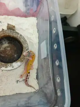 JUAL GECKO MURAH DATA AMAN
