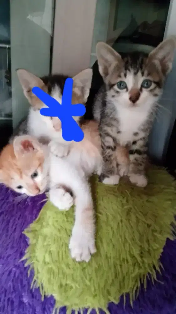 KITTEN MIXDOME 2 BETINA